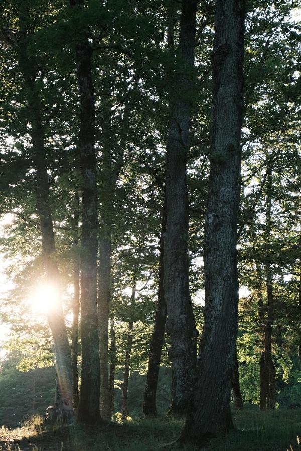 Lodge Avec Spa Privatif - Foret Et Lac Liginiac ภายนอก รูปภาพ